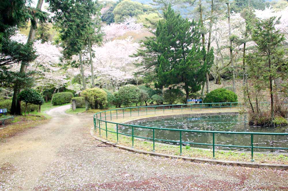 [お花見スポット]香川県丸亀付近でオススメの桜の名所まとめ