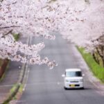 まんのう町森林公園の桜