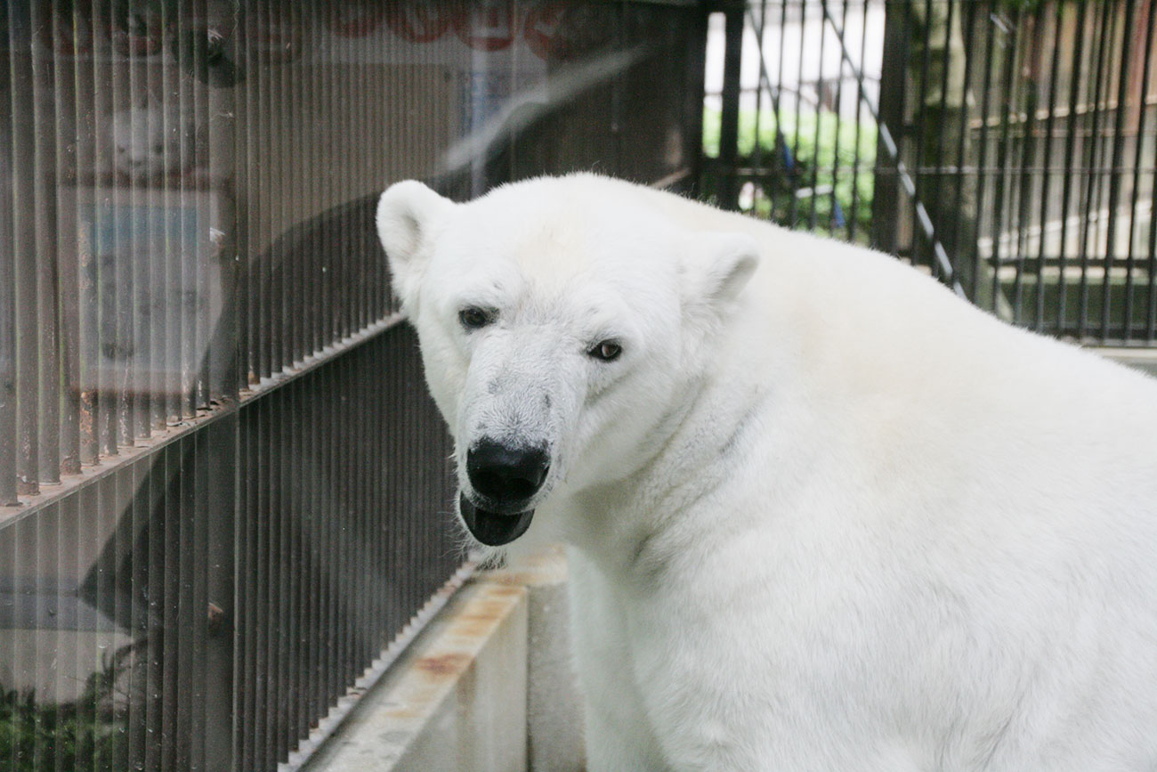 とべ動物園のホッキョクグマ